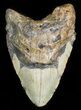 Bargain Megalodon Tooth - North Carolina #45534-1